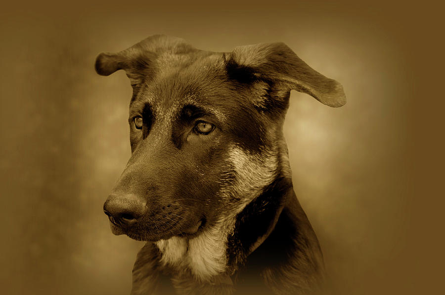 German Shepherd Pup Photograph by Sandy Keeton