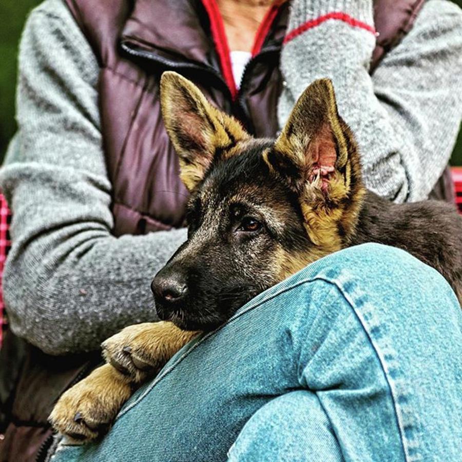 Dog Photograph - #german Shepherd Puppy #canon #telelens by Roberto Pagani