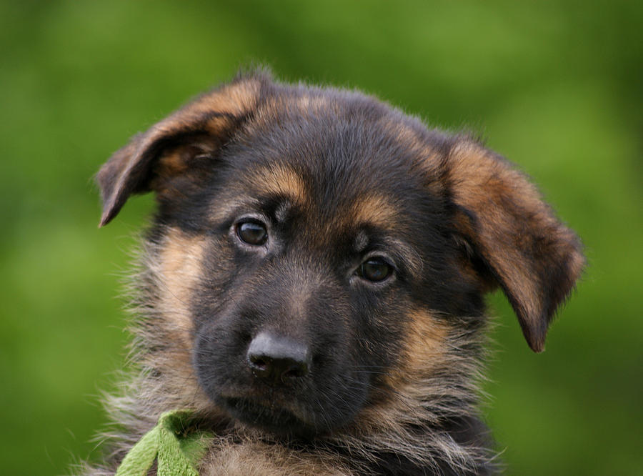 German Shepherd Puppy Close-Up Photograph by Sandy Keeton