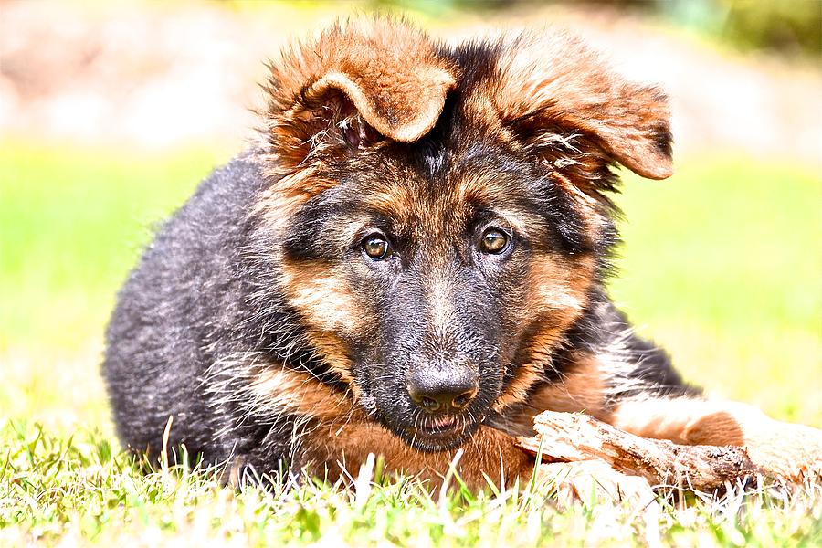 Dog Photograph - German Shepherd Puppy by Danielle Sigmon