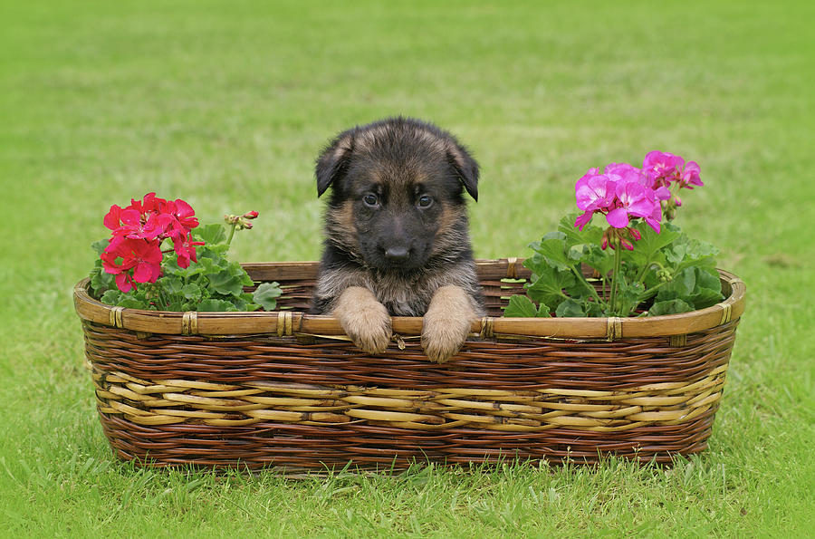 Animal Photograph - German Shepherd Puppy in Basket by Sandy Keeton