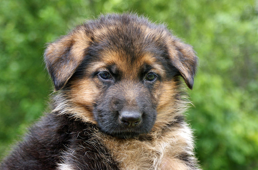 German Shepherd Puppy Photograph by Sandy Keeton