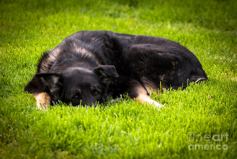 German Shepherd Sleeping Photograph by Blake Webster