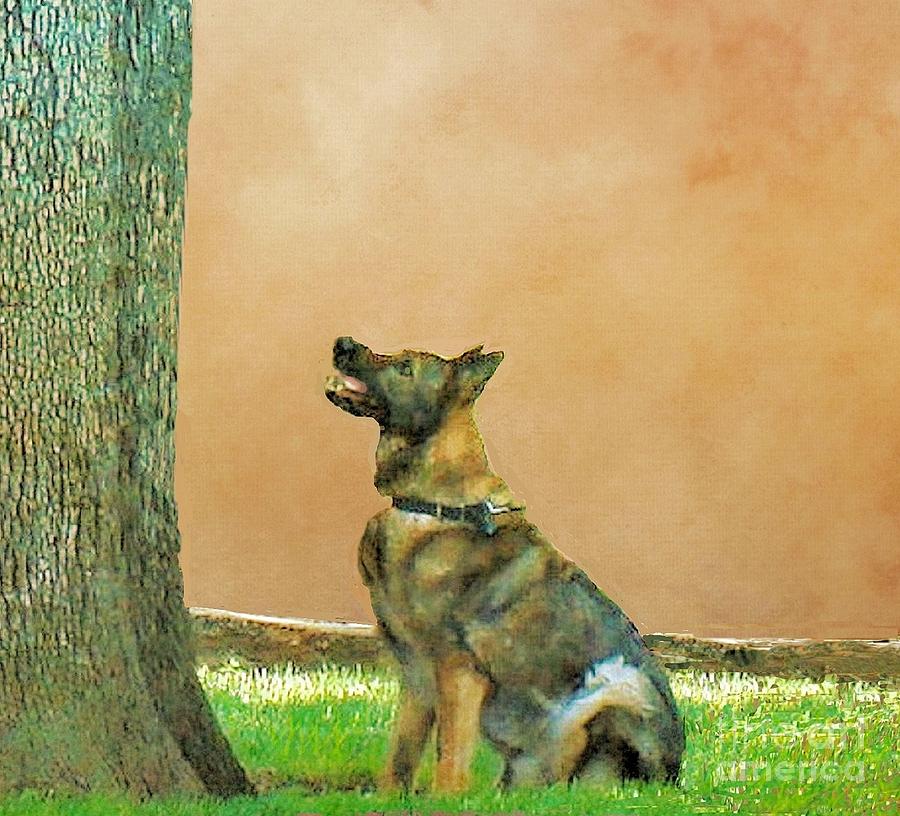 German Shepherd Waiting for Squirrel Photograph by Janette Boyd