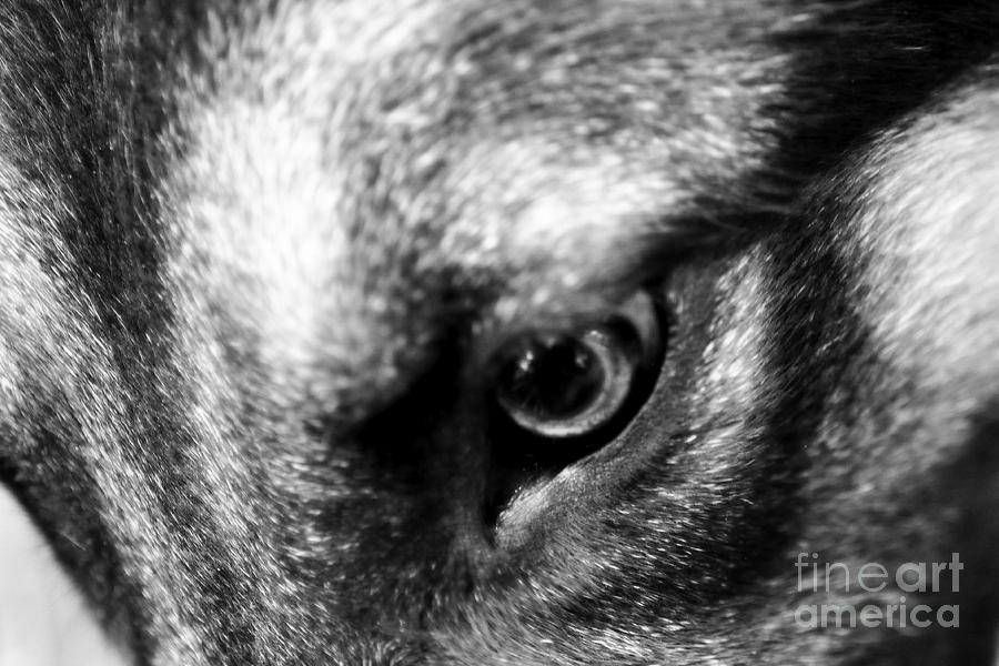 German Shepherds Eye Photograph by Tatyana Searcy
