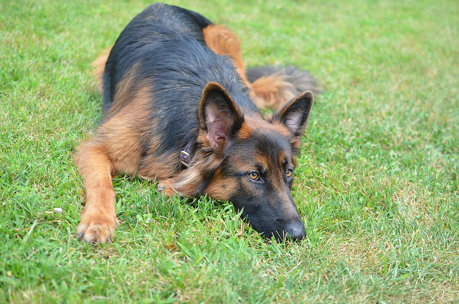 German Sheppard Photograph By Tammy Mutka 