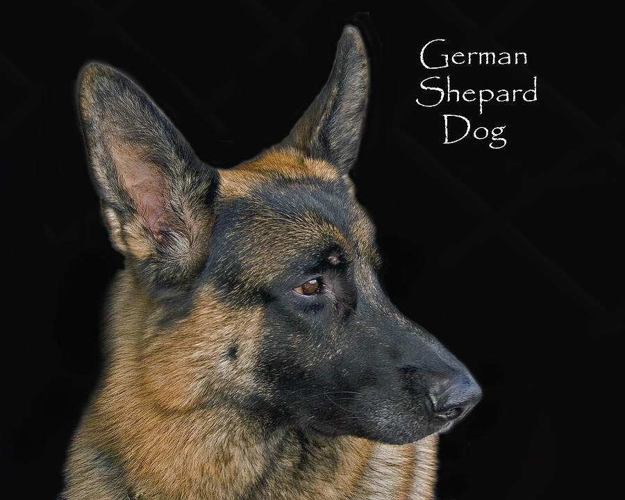 German Shhepard Dog Photograph by Larry Linton - Fine Art America
