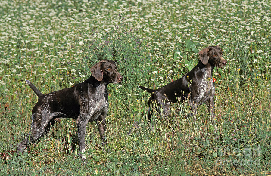 German Short-haired Pointer Photograph by Gerard Lacz