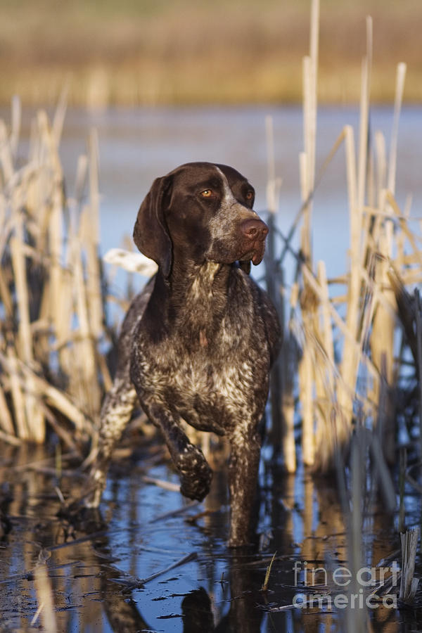 Dog Photograph - German Shorthair On Point -  D000897 by Daniel Dempster