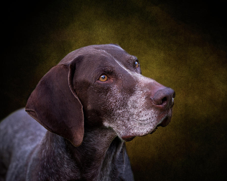 German Shorthaired Pointer Photograph by Diana Andersen