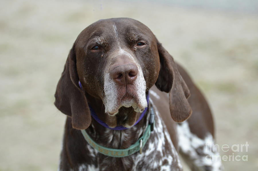 German Shorthaired Pointer Dog Face by DejaVu Designs