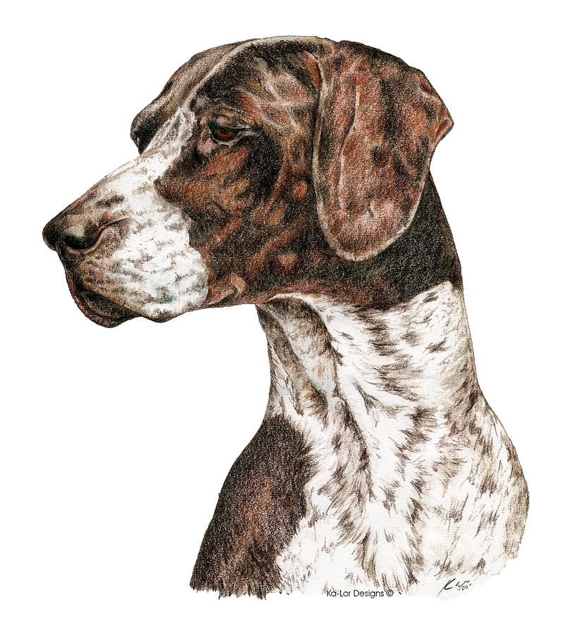 Toy Drawing - German Shorthaired Pointer by Kathleen Sepulveda