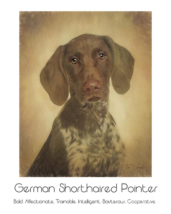 German Shorthaired Pointer Poster Digital Art by Tim Wemple