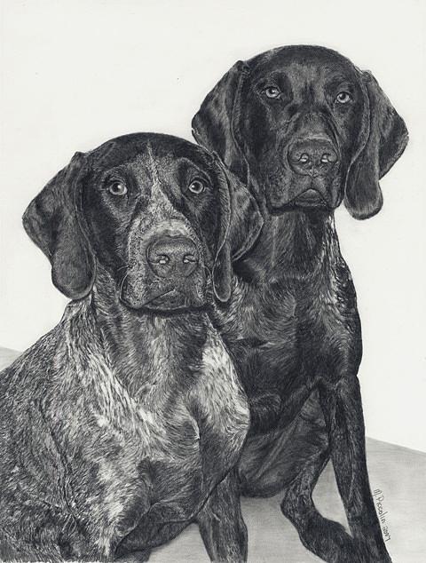 Dogs Drawing - German Shorthairs by Marlene Piccolin Dogs Drawing - German Shorthairs by Marlene Piccolin