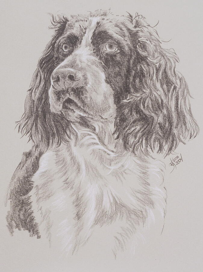 German Spaniel in Graphite Drawing by Barbara Keith