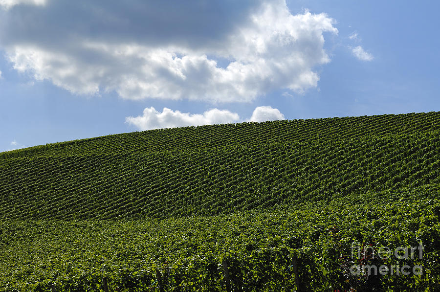 German Vineyard by Helmut Meyer zur Capellen