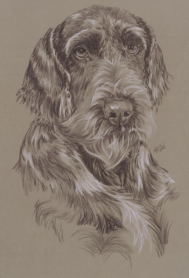 German Wire-Haired Pointer in Graphite Drawing by Barbara Keith