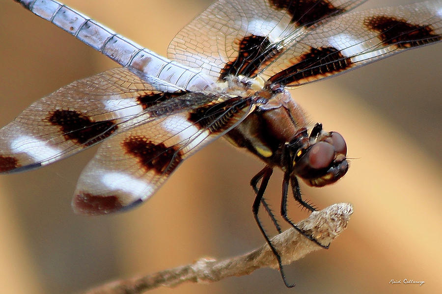 Get A Grip Dragonfly Close Up Art Photograph by Reid Callaway