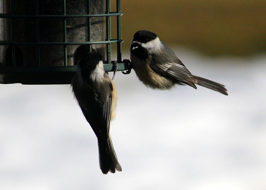 Chickadee Photograph - Get Back On Your Own Side by Annie Babineau