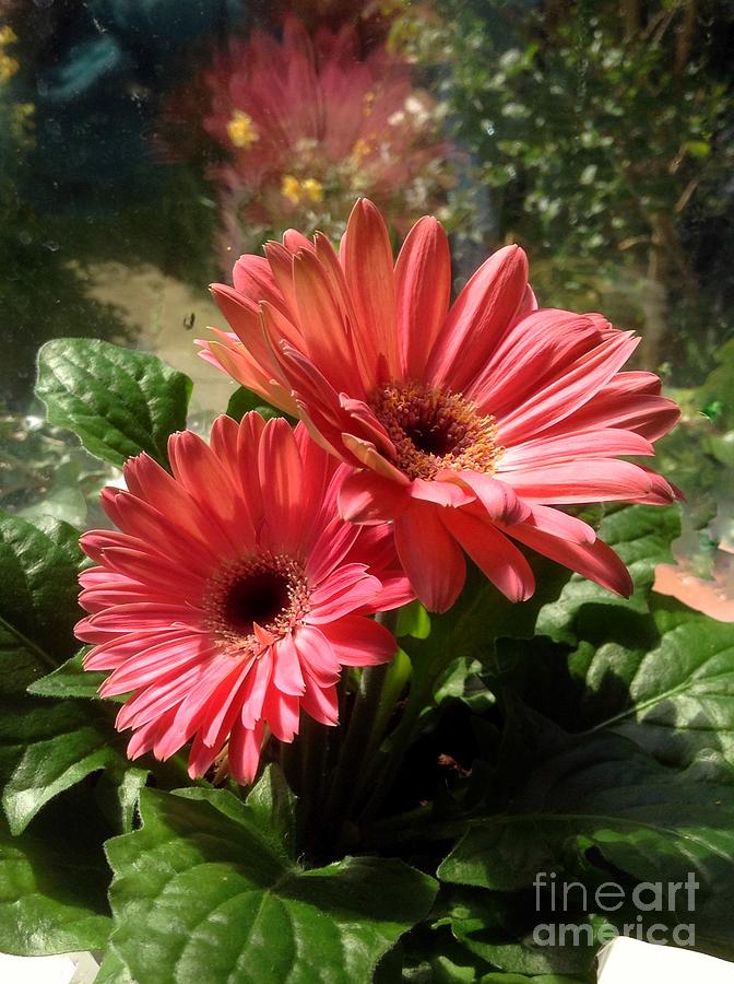 Gerberas in Coral Pink 2 Photograph by Joan-Violet Stretch