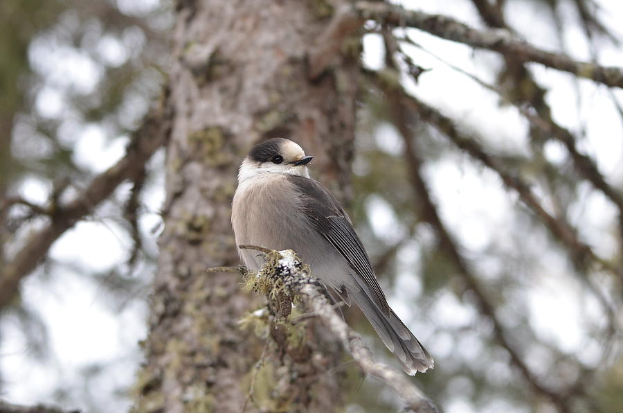 Get My Good Side-Gray Jay Photograph by David Porteus