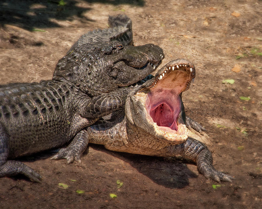 Get Off My Back - Alligator Communication Photograph by Mitch Spence