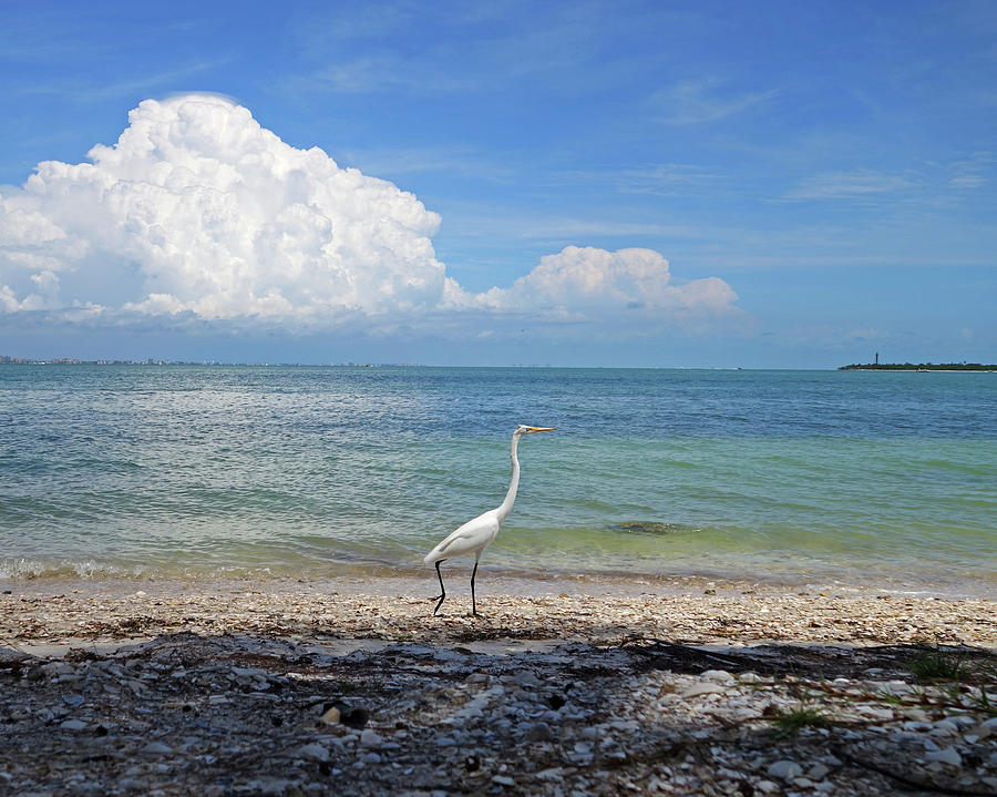 Get out of my way or youll Egret it. Sanibel Island Egret Fort Myers Florida Photograph by Toby McGuire