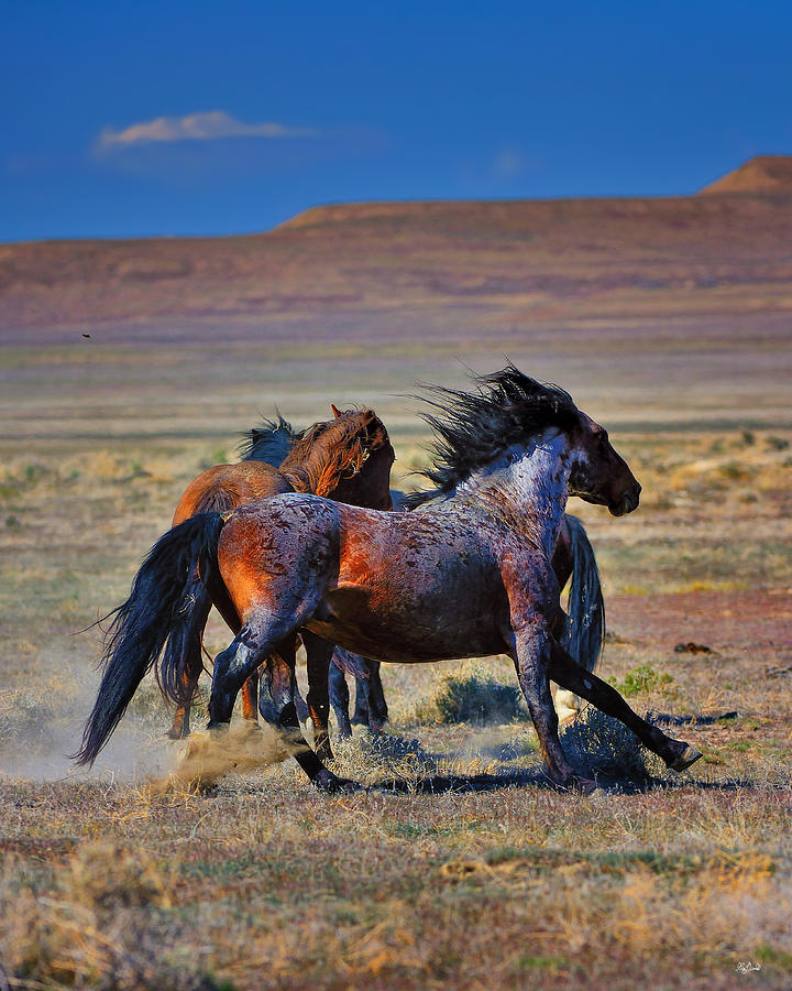 Horse Photograph - Get Wild by Greg Norrell