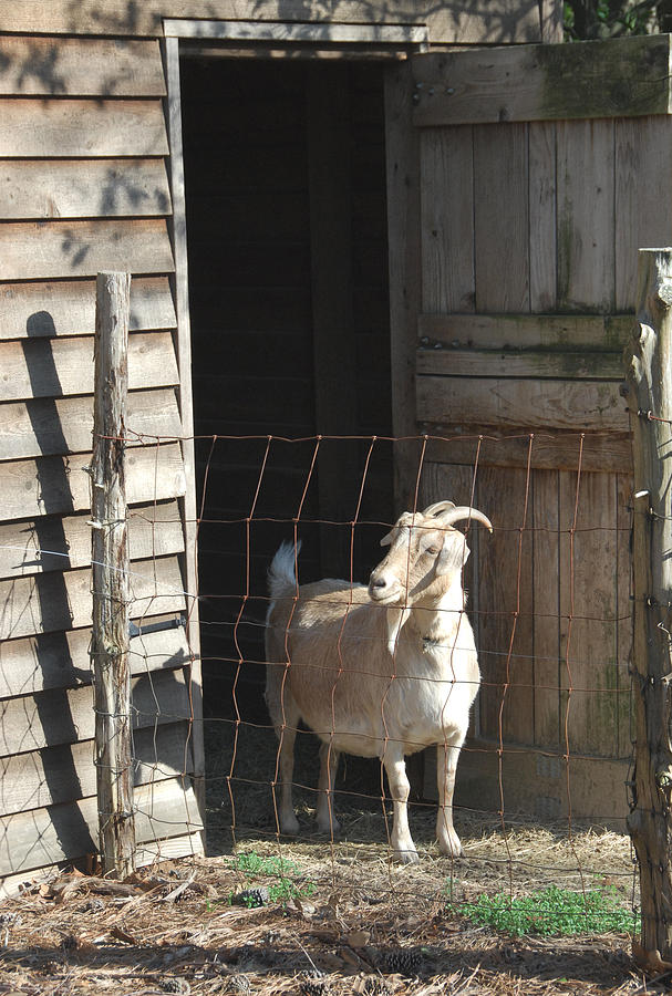 Get Your Goat Photograph by Alan Lenk