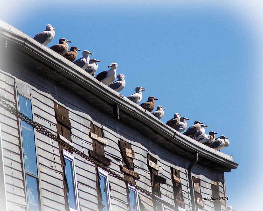 Get Your Gulls in a Row Photograph by Dick Botkin