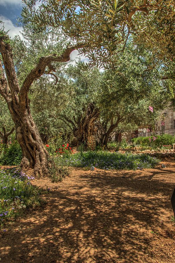 Gethsemane Gardens 3 Photograph by Dimitry Papkov
