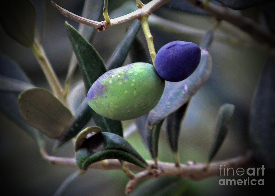 Gethsemane Olives Photograph by Lydia Holly