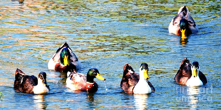 Duck Photograph - Getting My Ducks In A Row by DiDi Higginbotham