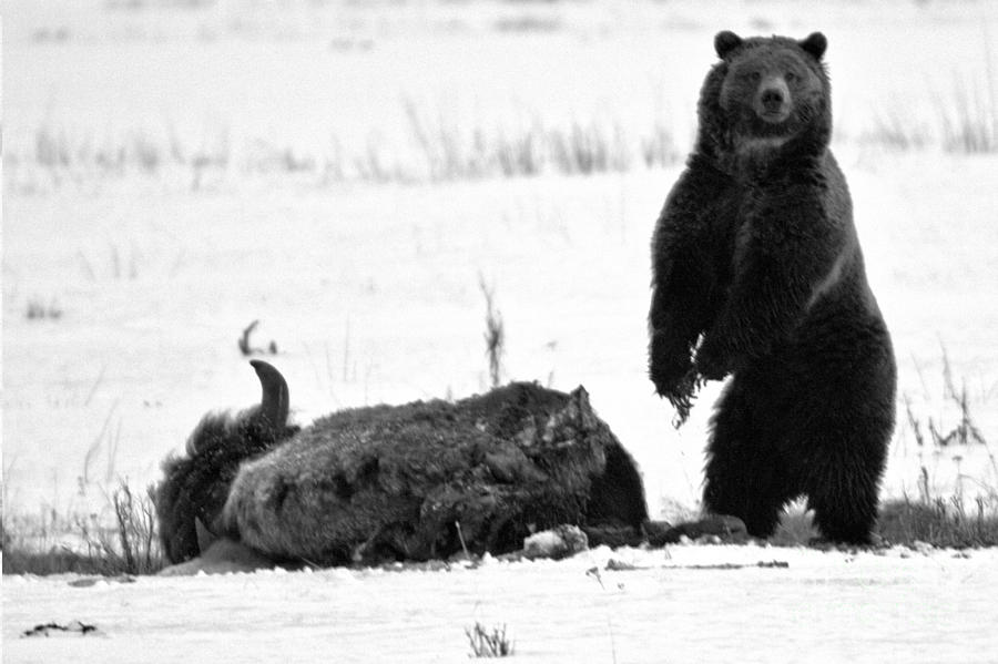 Getting Ready For Dinner - Yellowstone Grizzly 2018 Crop Black And White Photograph by Adam Jewell