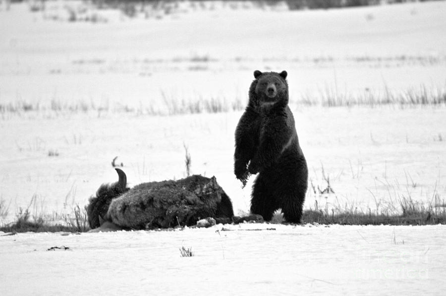 Getting Ready For Dinner - Yellowstone Grizzly Black And White Photograph by Adam Jewell