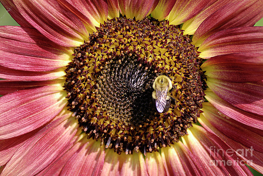 Flower Photograph - Getting Some Sun by Randy Bodkins