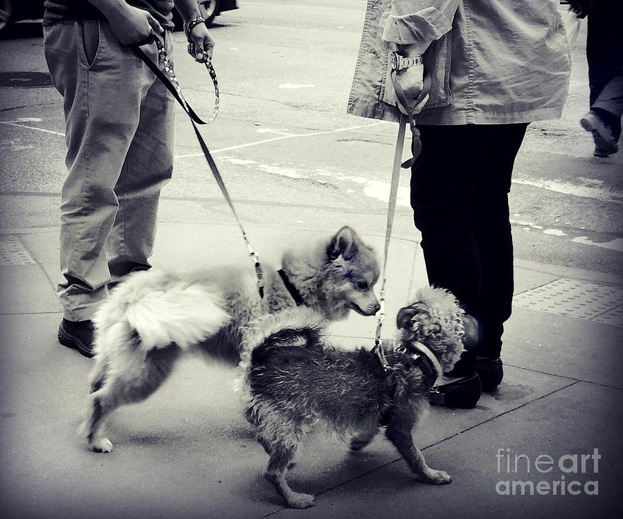 Getting to Know You - Puppies on Parade Photograph by Miriam Danar