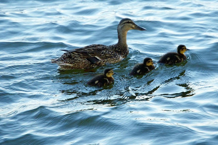 Getting your ducks in a row Photograph by Debbie Karnes | Fine Art America