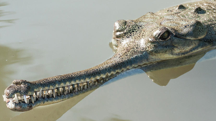 Gharial Photograph by Sergey Simanovsky
