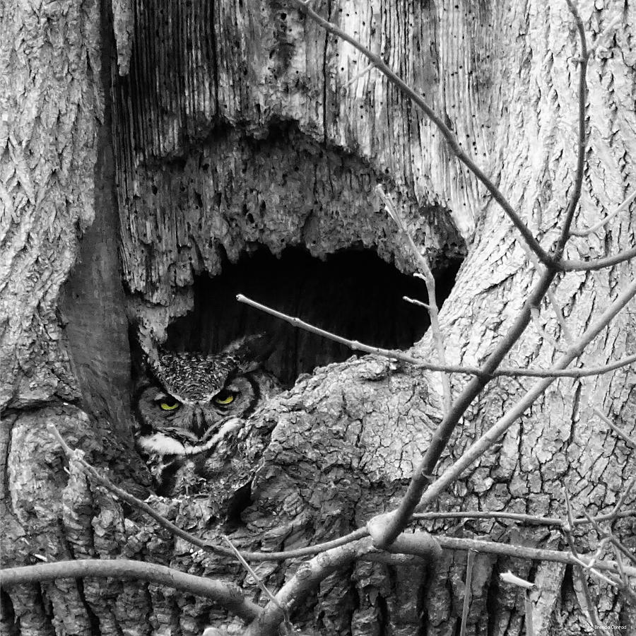 Owl Photograph - Gho Bw by Dark Whimsy