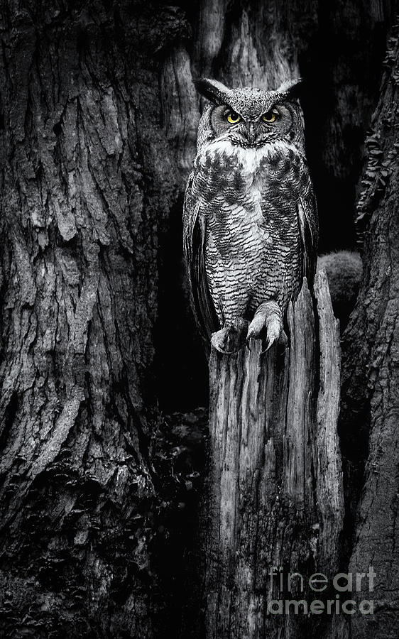 GHO Talons Black and White Photograph by Rudy Viereckl