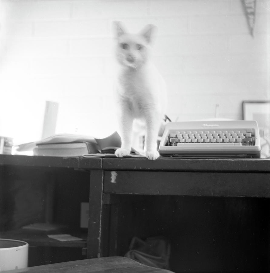 Ghost Cat, with Typewriter Photograph by Jeremy Butler