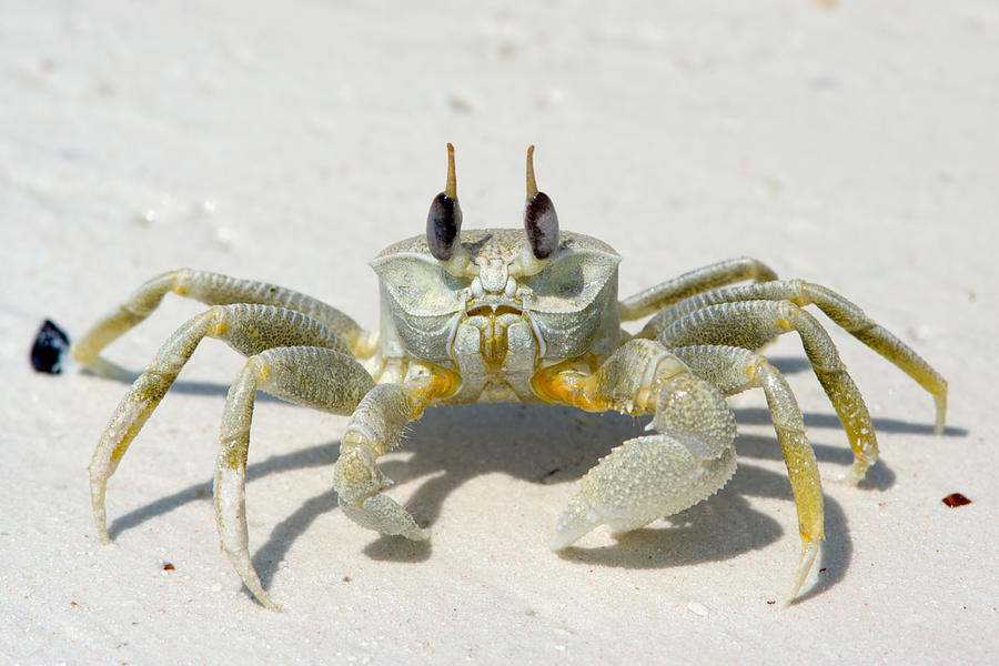 Ghost Crab Photograph by Aivar Mikko