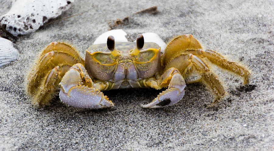 Ghost Crab Photograph by BG Flanders - Fine Art America