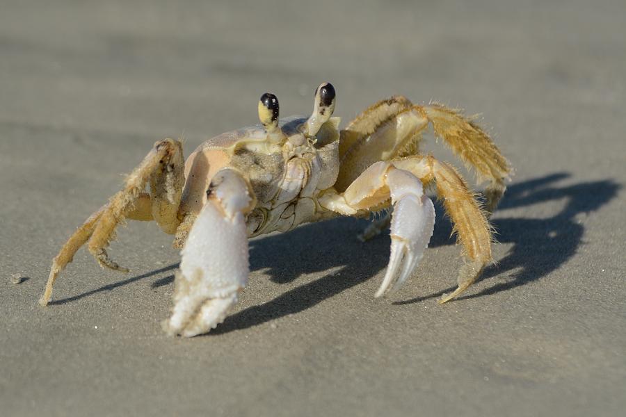 Ghost Crab Photograph by Bradford Martin
