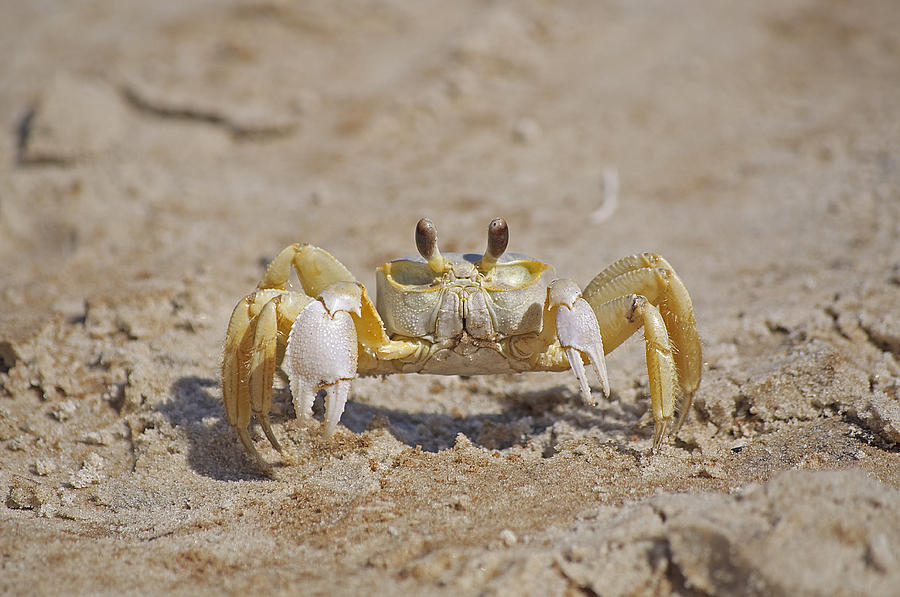 Ghost Crab Photograph by Kenneth Albin