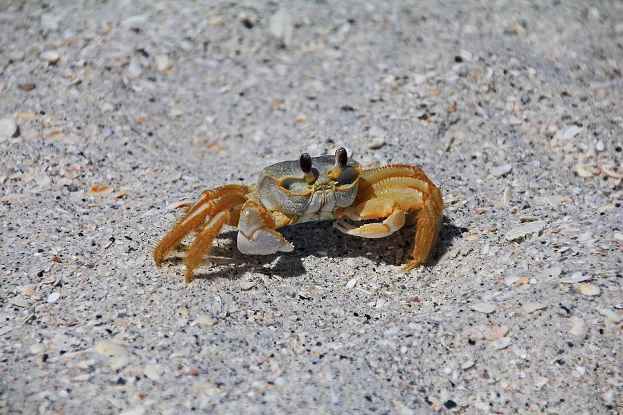 Ghost Crab Photograph by Michiale Schneider