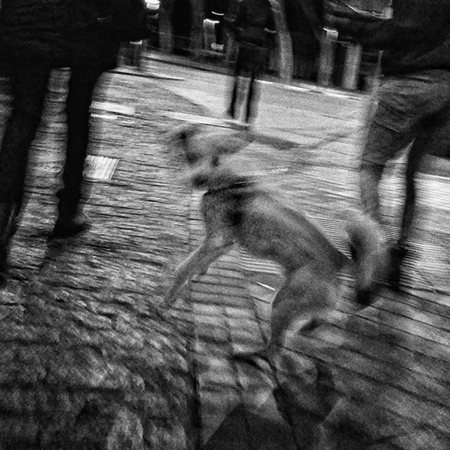 Dog Photograph - Ghost Dog
#dogslover #dog #pet by Rafa Rivas