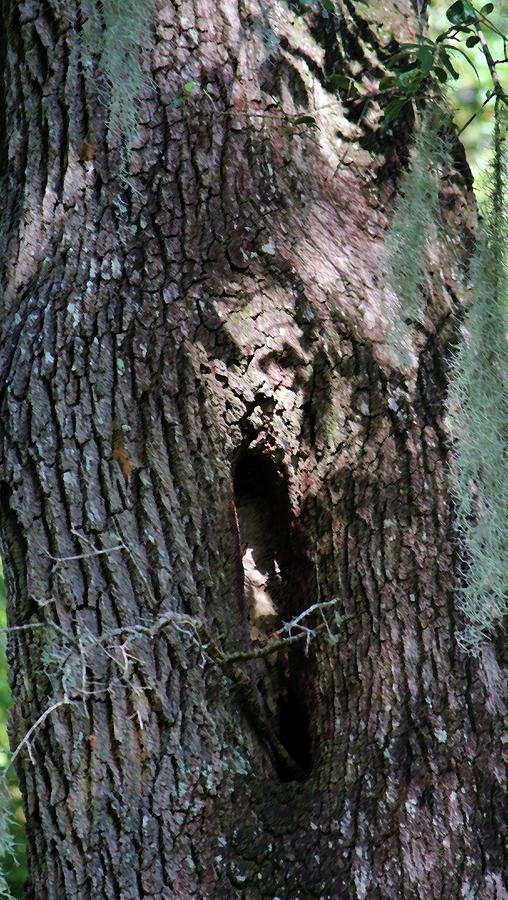 Ghost Face In Tree Photograph by Cynthia Guinn