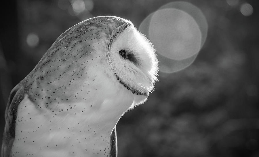 Owl Photograph - Ghost Faced Killer by Kristopher Schoenleber